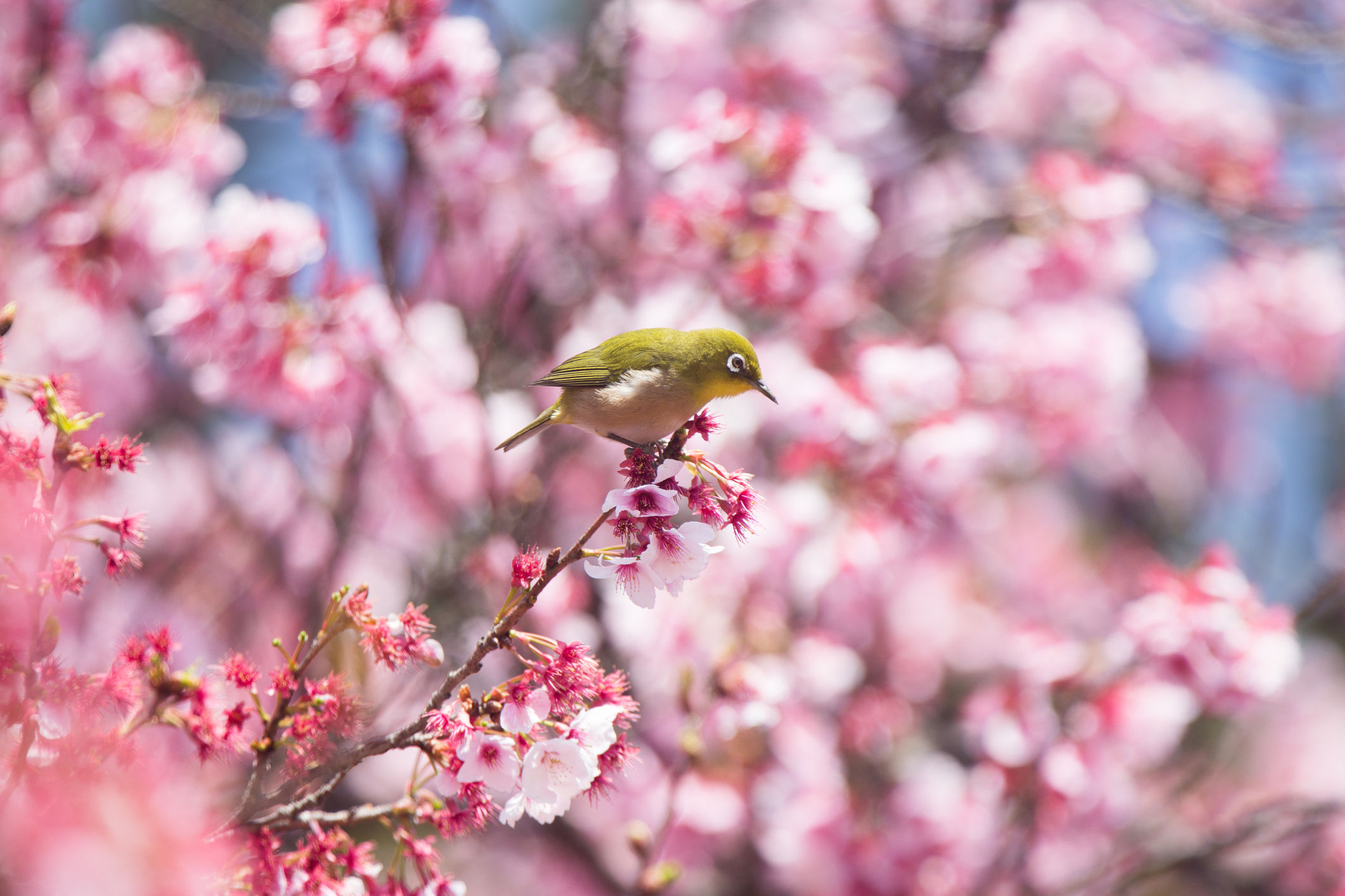 First Day of Spring